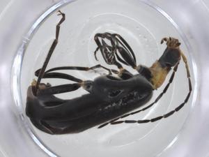  ( - CBG-A19280-G05)  @11 [ ] CreativeCommons - Attribution Share - Alike (2023) Centre for Biodiversity Genomics Centre for Biodiversity Genomics