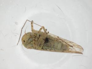  ( - CBG-A19393-H05)  @11 [ ] CreativeCommons - Attribution Share - Alike (2023) Centre for Biodiversity Genomics Centre for Biodiversity Genomics