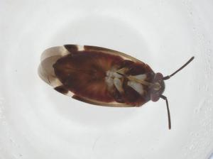  ( - CBG-A20952-B07)  @11 [ ] CreativeCommons - Attribution Share - Alike (2023) Centre for Biodiversity Genomics Centre for Biodiversity Genomics