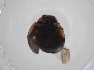  ( - CBG-A20986-B07)  @11 [ ] CreativeCommons - Attribution Share - Alike (2023) Centre for Biodiversity Genomics Centre for Biodiversity Genomics