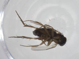  ( - CBG-A20994-G07)  @11 [ ] CreativeCommons - Attribution Share - Alike (2023) Centre for Biodiversity Genomics Centre for Biodiversity Genomics