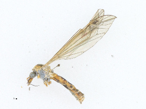  ( - CBG-A21656-H01)  @11 [ ] CreativeCommons - Attribution Share-Alike (2023) CBG Photography Group Centre for Biodiversity Genomics