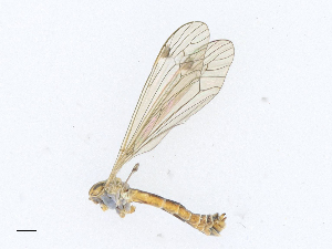  ( - CBG-A21656-H03)  @11 [ ] CreativeCommons - Attribution Share-Alike (2023) CBG Photography Group Centre for Biodiversity Genomics