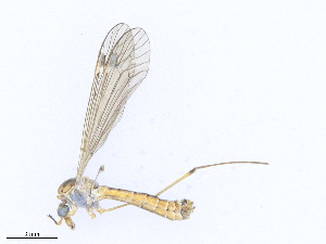  ( - CBG-A21686-H11)  @11 [ ] CreativeCommons - Attribution Share - Alike (2023) CBG Photography Group Centre for Biodiversity Genomics