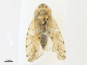  ( - CBG-A21716-B12)  @11 [ ] CreativeCommons - Attribution Share - Alike (2023) CBG Photography Group Centre for Biodiversity Genomics
