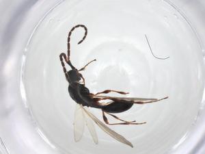  ( - CBG-A22080-D01)  @11 [ ] CreativeCommons - Attribution Share - Alike (2023) Centre for Biodiversity Genomics Centre for Biodiversity Genomics