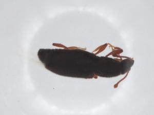  ( - CBG-A22354-E10)  @11 [ ] CreativeCommons - Attribution Share - Alike (2023) Centre for Biodiversity Genomics Centre for Biodiversity Genomics