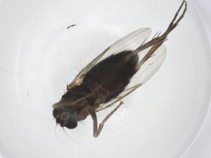  ( - CBG-A22439-A07)  @11 [ ] CreativeCommons - Attribution Share - Alike (2023) Centre for Biodiversity Genomics Centre for Biodiversity Genomics