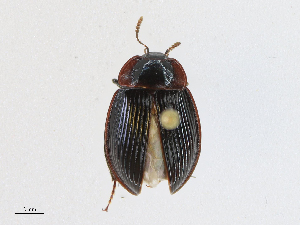  ( - CBG-A23315-C01)  @11 [ ] CreativeCommons - Attribution Share - Alike (2023) CBG Photography Group Centre for Biodiversity Genomics