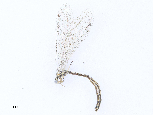  ( - CBG-A23355-H11)  @11 [ ] CreativeCommons - Attribution Share - Alike (2023) CBG Photography Group Centre for Biodiversity Genomics