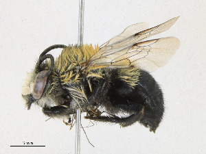  ( - CBG-A23358-G07)  @11 [ ] CreativeCommons - Attribution Share - Alike (2023) CBG Photography Group Centre for Biodiversity Genomics