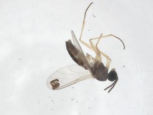  ( - CBG-A20056-B07)  @11 [ ] CreativeCommons - Attribution Share - Alike (2023) Centre for Biodiversity Genomics Centre for Biodiversity Genomics