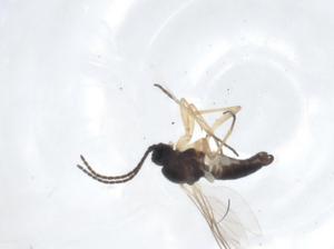  ( - CBG-A22287-G12)  @11 [ ] CreativeCommons - Attribution Share - Alike (2023) Centre for Biodiversity Genomics Centre for Biodiversity Genomics