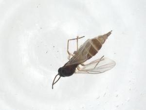  ( - CBG-A22288-A10)  @11 [ ] CreativeCommons - Attribution Share - Alike (2023) Centre for Biodiversity Genomics Centre for Biodiversity Genomics