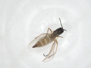  ( - CBG-A22288-C07)  @11 [ ] CreativeCommons - Attribution Share - Alike (2023) Centre for Biodiversity Genomics Centre for Biodiversity Genomics