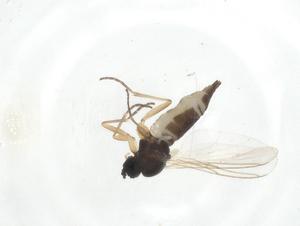  ( - CBG-A22290-D01)  @11 [ ] CreativeCommons - Attribution Share - Alike (2023) Centre for Biodiversity Genomics Centre for Biodiversity Genomics