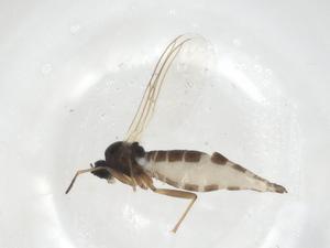  ( - CBG-A22290-F03)  @11 [ ] CreativeCommons - Attribution Share - Alike (2023) Centre for Biodiversity Genomics Centre for Biodiversity Genomics