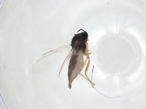  ( - CBG-A22293-H04)  @11 [ ] CreativeCommons - Attribution Share - Alike (2023) Centre for Biodiversity Genomics Centre for Biodiversity Genomics