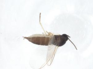  ( - CBG-A22304-H02)  @11 [ ] CreativeCommons - Attribution Share - Alike (2023) Centre for Biodiversity Genomics Centre for Biodiversity Genomics