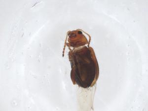  ( - CBG-A22835-F05)  @11 [ ] CreativeCommons - Attribution Share - Alike (2023) Centre for Biodiversity Genomics Centre for Biodiversity Genomics