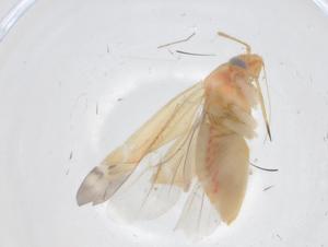  ( - CBG-A23043-B03)  @11 [ ] CreativeCommons - Attribution Share - Alike (2023) Centre for Biodiversity Genomics Centre for Biodiversity Genomics