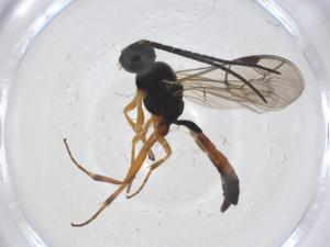  ( - CBG-A23050-F04)  @11 [ ] CreativeCommons - Attribution Share - Alike (2023) Centre for Biodiversity Genomics Centre for Biodiversity Genomics