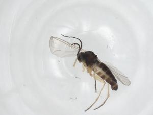  ( - CBG-A23219-A07)  @11 [ ] CreativeCommons - Attribution Share - Alike (2023) Centre for Biodiversity Genomics Centre for Biodiversity Genomics