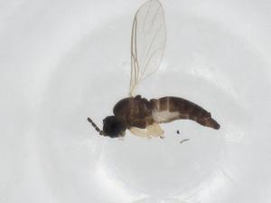  ( - CBG-A23219-B09)  @11 [ ] CreativeCommons - Attribution Share - Alike (2023) Centre for Biodiversity Genomics Centre for Biodiversity Genomics