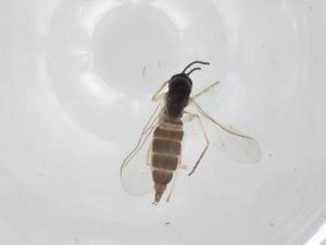  ( - CBG-A23219-B10)  @11 [ ] CreativeCommons - Attribution Share - Alike (2023) Centre for Biodiversity Genomics Centre for Biodiversity Genomics