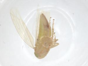  ( - CBG-A23235-D12)  @11 [ ] CreativeCommons - Attribution Share - Alike (2023) Centre for Biodiversity Genomics Centre for Biodiversity Genomics