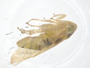  ( - CBG-A23235-H09)  @11 [ ] CreativeCommons - Attribution Share - Alike (2023) Centre for Biodiversity Genomics Centre for Biodiversity Genomics