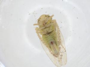  ( - CBG-A23238-F04)  @11 [ ] CreativeCommons - Attribution Share - Alike (2023) Centre for Biodiversity Genomics Centre for Biodiversity Genomics