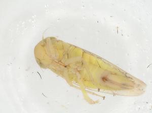  ( - CBG-A23239-B09)  @11 [ ] CreativeCommons - Attribution Share - Alike (2023) Centre for Biodiversity Genomics Centre for Biodiversity Genomics