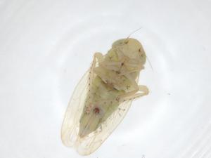  ( - CBG-A23241-F12)  @11 [ ] CreativeCommons - Attribution Share - Alike (2023) Centre for Biodiversity Genomics Centre for Biodiversity Genomics