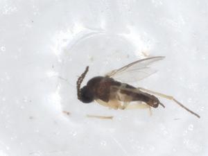  ( - CBG-A23244-B09)  @11 [ ] CreativeCommons - Attribution Share - Alike (2023) Centre for Biodiversity Genomics Centre for Biodiversity Genomics