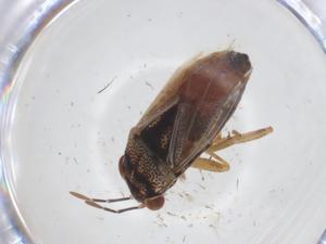  ( - CBG-A23247-D11)  @11 [ ] CreativeCommons - Attribution Share - Alike (2023) Centre for Biodiversity Genomics Centre for Biodiversity Genomics