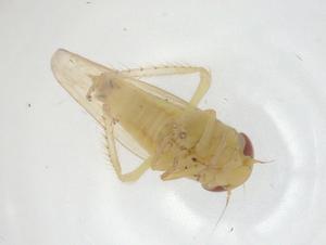  ( - CBG-A22235-H04)  @11 [ ] CreativeCommons - Attribution Share - Alike (2023) Centre for Biodiversity Genomics Centre for Biodiversity Genomics