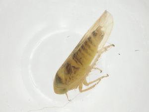  ( - CBG-A22242-A11)  @11 [ ] CreativeCommons - Attribution Share - Alike (2023) Centre for Biodiversity Genomics Centre for Biodiversity Genomics