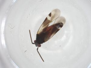  ( - CBG-A22325-E09)  @11 [ ] CreativeCommons - Attribution Share - Alike (2023) Centre for Biodiversity Genomics Centre for Biodiversity Genomics