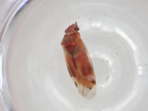  ( - CBG-A22326-B02)  @11 [ ] CreativeCommons - Attribution Share - Alike (2023) Centre for Biodiversity Genomics Centre for Biodiversity Genomics