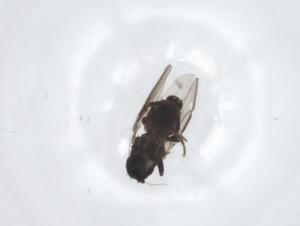  (Terrilimosina n.sp - CBG-A23062-D09)  @11 [ ] CreativeCommons - Attribution Share - Alike (2023) Centre for Biodiversity Genomics Centre for Biodiversity Genomics