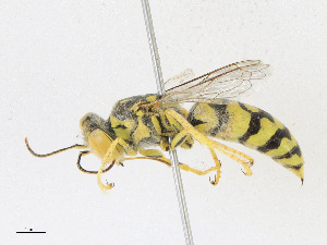  ( - CBG-A23389-A09)  @11 [ ] CreativeCommons - Attribution Share - Alike (2023) CBG Photography Group Centre for Biodiversity Genomics