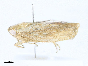  ( - CBG-A23431-H10)  @11 [ ] CreativeCommons - Attribution Share - Alike (2023) CBG Photography Group Centre for Biodiversity Genomics