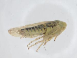  ( - CBG-A23946-B08)  @11 [ ] CreativeCommons - Attribution Share - Alike (2023) Centre for Biodiversity Genomics Centre for Biodiversity Genomics