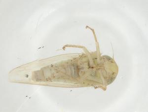  ( - CBG-A23967-G09)  @11 [ ] CreativeCommons - Attribution Share - Alike (2023) Centre for Biodiversity Genomics Centre for Biodiversity Genomics