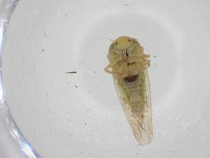  ( - CBG-A23970-F07)  @11 [ ] CreativeCommons - Attribution Share - Alike (2023) Centre for Biodiversity Genomics Centre for Biodiversity Genomics