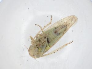  ( - CBG-A23971-C04)  @11 [ ] CreativeCommons - Attribution Share - Alike (2023) Centre for Biodiversity Genomics Centre for Biodiversity Genomics