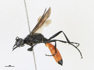  ( - CBG-A24278-B07)  @11 [ ] CreativeCommons - Attribution Share - Alike (2023) CBG Photography Group Centre for Biodiversity Genomics