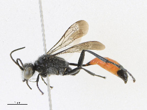  ( - CBG-A24278-B09)  @11 [ ] CreativeCommons - Attribution Share - Alike (2023) CBG Photography Group Centre for Biodiversity Genomics