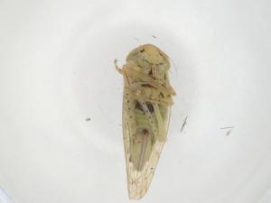  ( - CBG-A24283-A07)  @11 [ ] CreativeCommons - Attribution Share - Alike (2023) Centre for Biodiversity Genomics Centre for Biodiversity Genomics